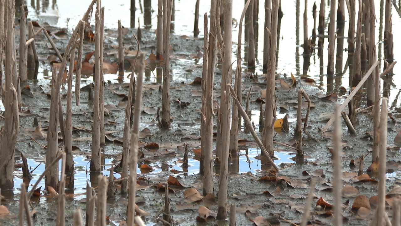 Сотрудники Окского заповедника завершили перепись выхухоли в Волгоградской области