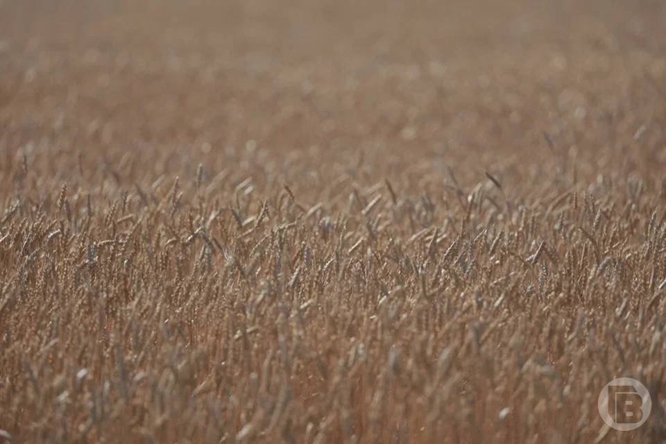 Волгоградский предприниматель утаил сведения о произведенном им зерне