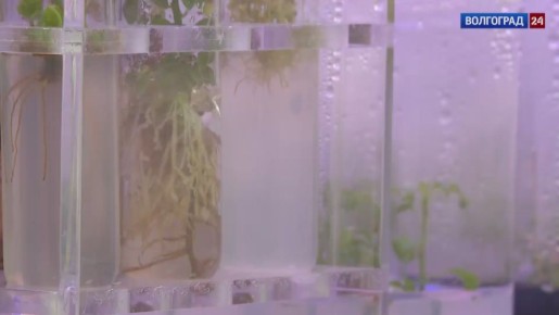 Неаллергенные и устойчивые к засухе тополя выращивают ученые на площадке ФНЦ агроэкологии РАН в Волгограде