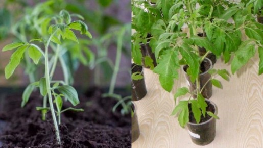 Способы борьбы с вытягиванием рассады томатов: советы агрономов