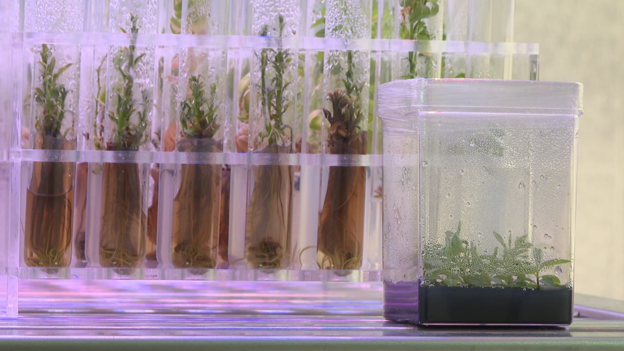 Неаллергенные и устойчивые к засухе тополя выращивают ученые на площадке ФНЦ агроэкологии РАН в Волгограде Неаллергенные и устойчивые к засухе тополя выращивают ученые на площадке ФНЦ агроэкологии РАН в Волгограде