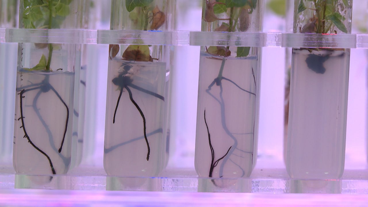 Неаллергенные и устойчивые к засухе тополя выращивают ученые на площадке ФНЦ агроэкологии РАН в Волгограде Неаллергенные и устойчивые к засухе тополя выращивают ученые на площадке ФНЦ агроэкологии РАН в Волгограде