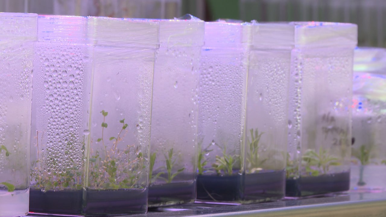 Неаллергенные и устойчивые к засухе тополя выращивают ученые на площадке ФНЦ агроэкологии РАН в Волгограде Неаллергенные и устойчивые к засухе тополя выращивают ученые на площадке ФНЦ агроэкологии РАН в Волгограде