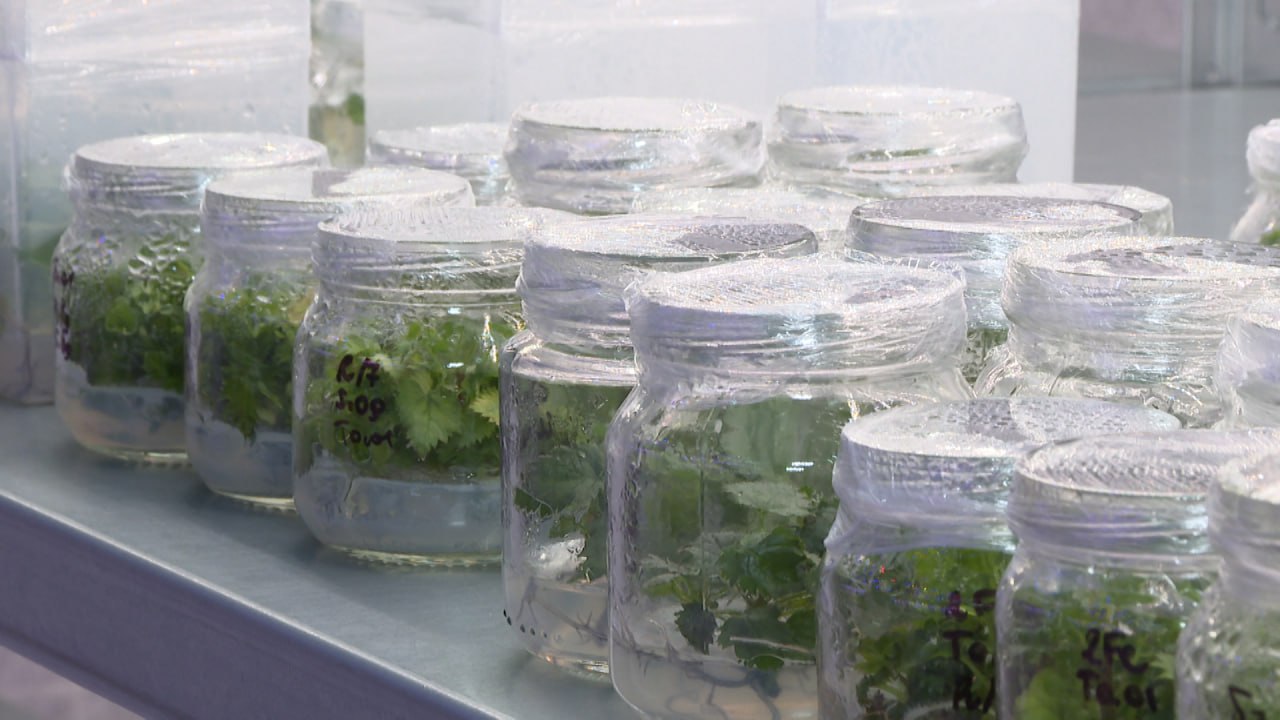 Неаллергенные и устойчивые к засухе тополя выращивают ученые на площадке ФНЦ агроэкологии РАН в Волгограде Неаллергенные и устойчивые к засухе тополя выращивают ученые на площадке ФНЦ агроэкологии РАН в Волгограде