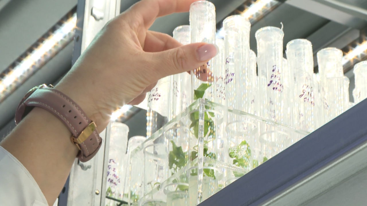 Неаллергенные и устойчивые к засухе тополя выращивают ученые на площадке ФНЦ агроэкологии РАН в Волгограде Неаллергенные и устойчивые к засухе тополя выращивают ученые на площадке ФНЦ агроэкологии РАН в Волгограде