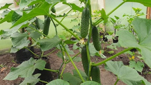 Как полив холодной водой может улучшить урожай огурцов: неожиданные результаты