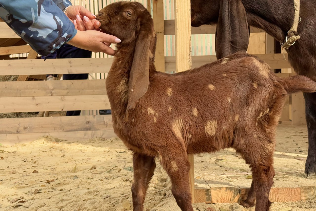 В ЦПКиО Волгограда расширяется тематический парк с животными В ЦПКиО Волгограда расширяется тематический парк с животными