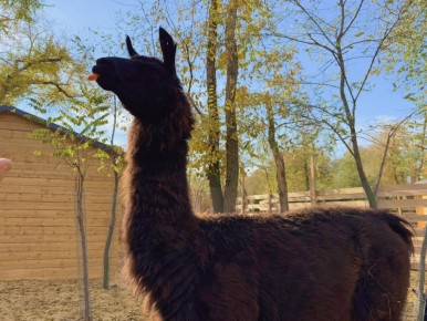 В ЦПКиО Волгограда расширяется тематический парк с животными