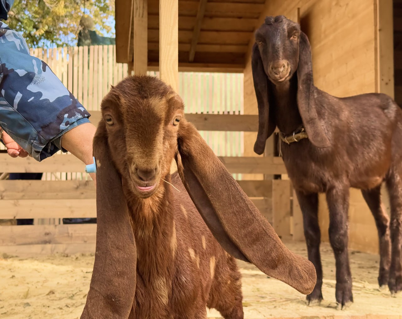 В ЦПКиО Волгограда расширяется тематический парк с животными В ЦПКиО Волгограда расширяется тематический парк с животными