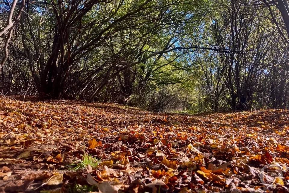 Труп женщины обнаружили грибники в Волгоградской области
