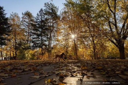 Ноябрь в Волгограде начнется с тепла и солнца