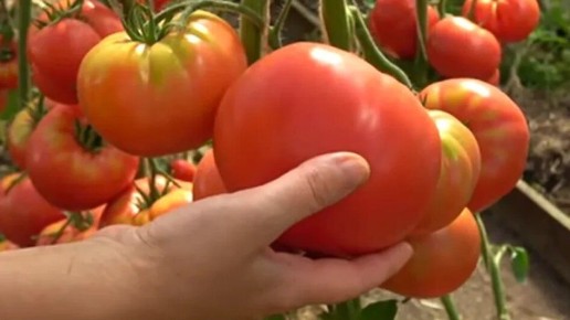 Секреты успешного выращивания крупных томатов: как обойтись без пасынкования