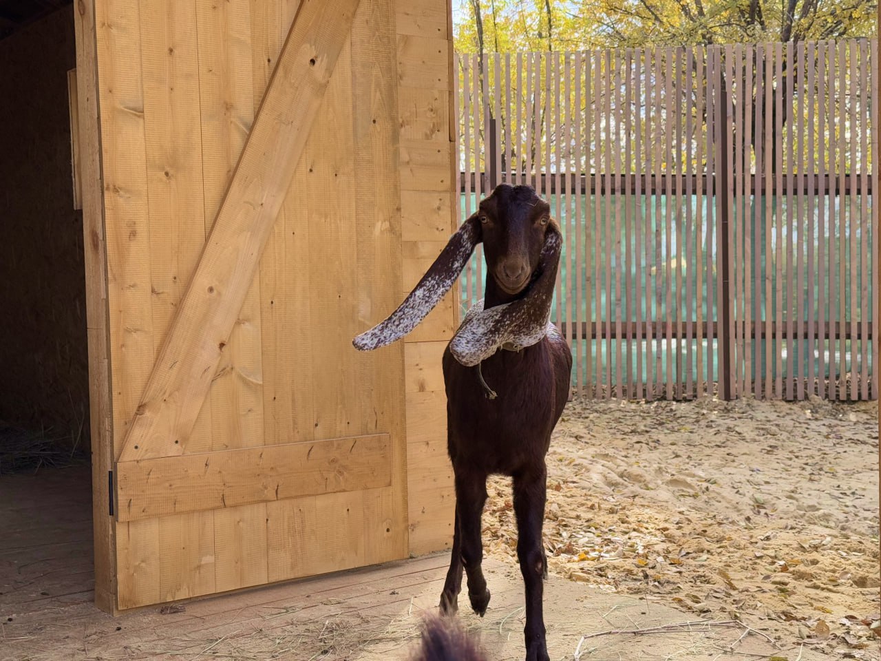 В ЦПКиО Волгограда расширяется тематический парк с животными В ЦПКиО Волгограда расширяется тематический парк с животными