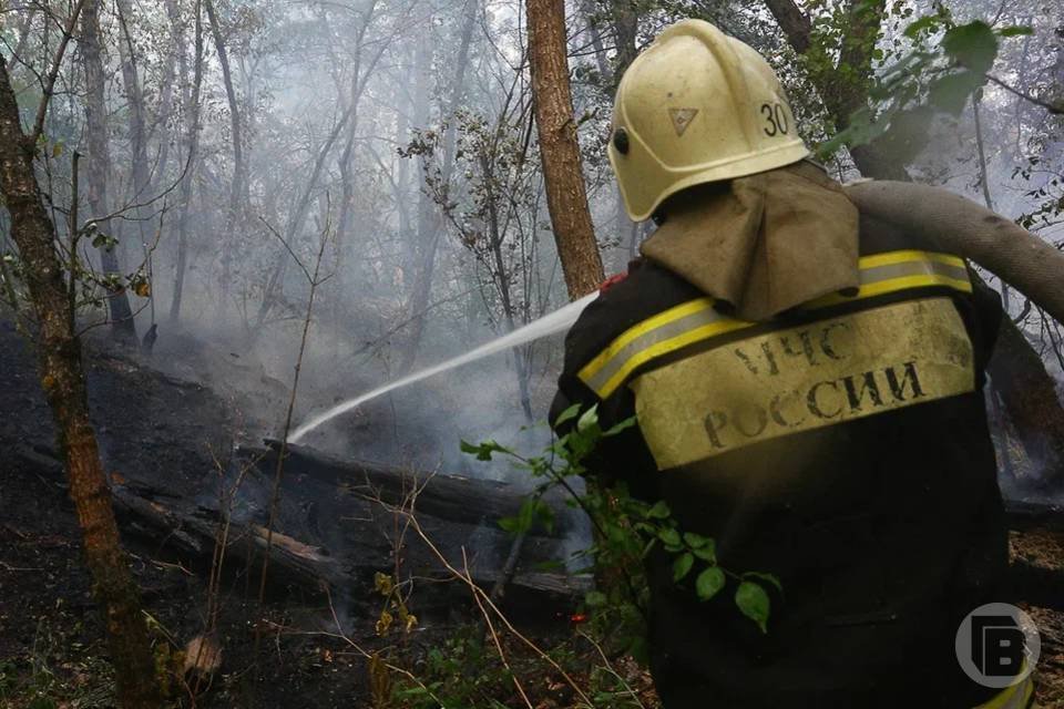 На 9% снизилось число пожаров в волгоградских лесах