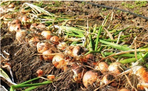 Как сохранить лук до весны: секреты эффективного хранения