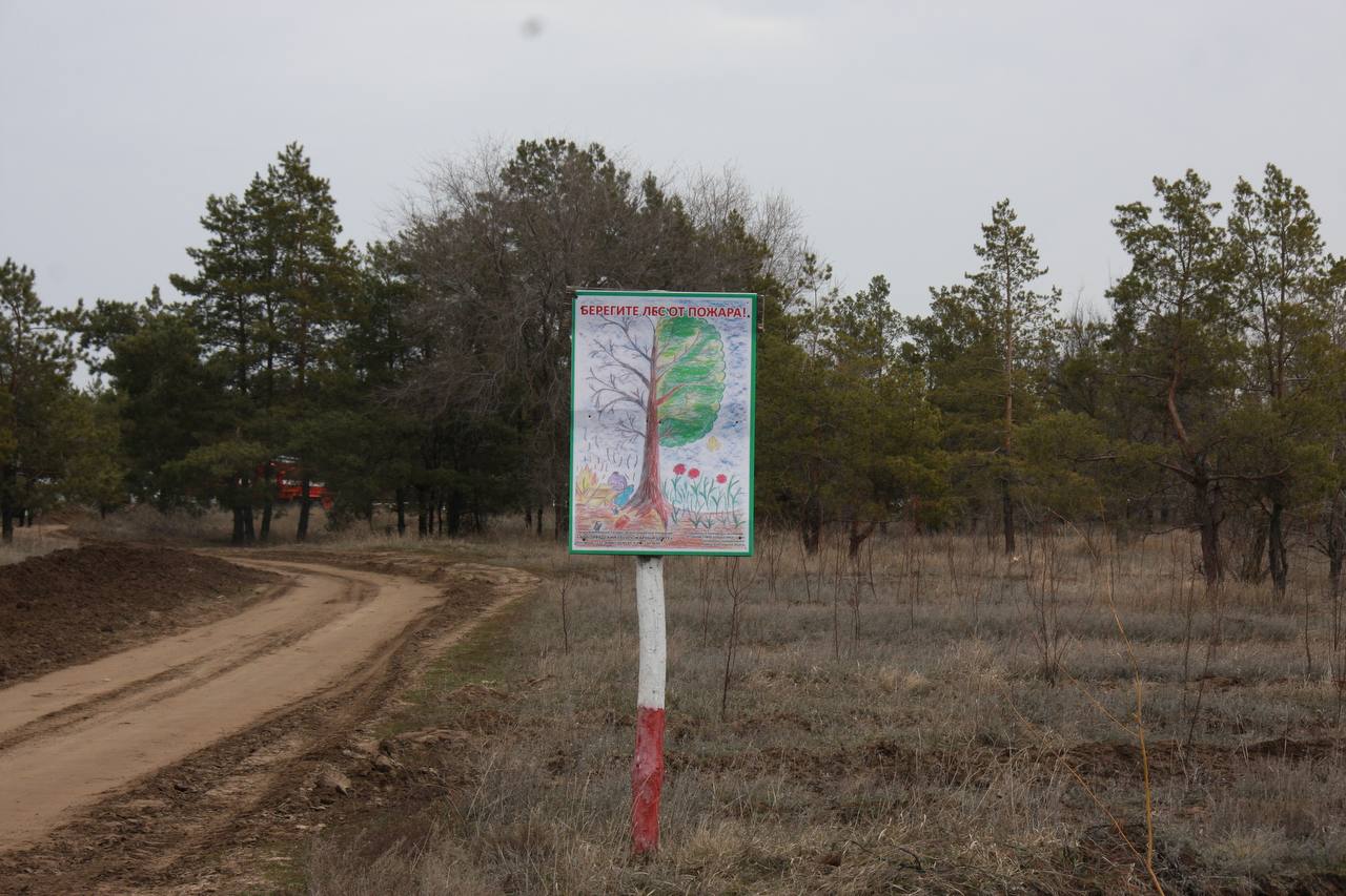 В Волгоградской области снизилось количество лесных пожаров