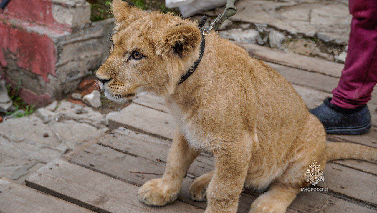 Сотрудники МЧС России оказали волонтерскую помощь приюту для животных Сотрудники МЧС России оказали волонтерскую помощь приюту для животных