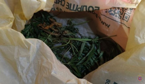 Жителю Суровикино грозит до 10 лет тюрьмы за выращивание конопли на участке