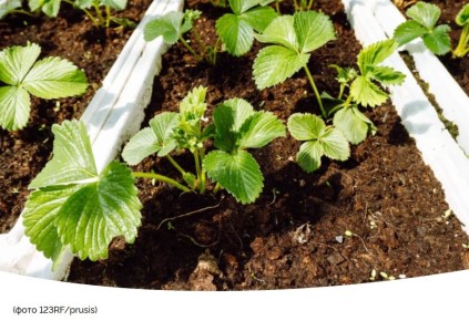 Секреты успешного выращивания клубники: когда и как сеять рассаду