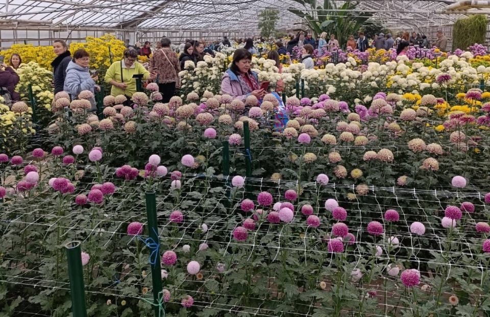 Волгоградцев приглашают на ежегодный «Бал хризантем»