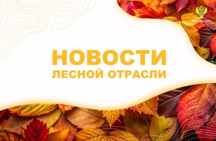 ForestComplex: В 2025 году Россия снизила объёмы лесозаготовки и нарастила экспорт пиломатериалов