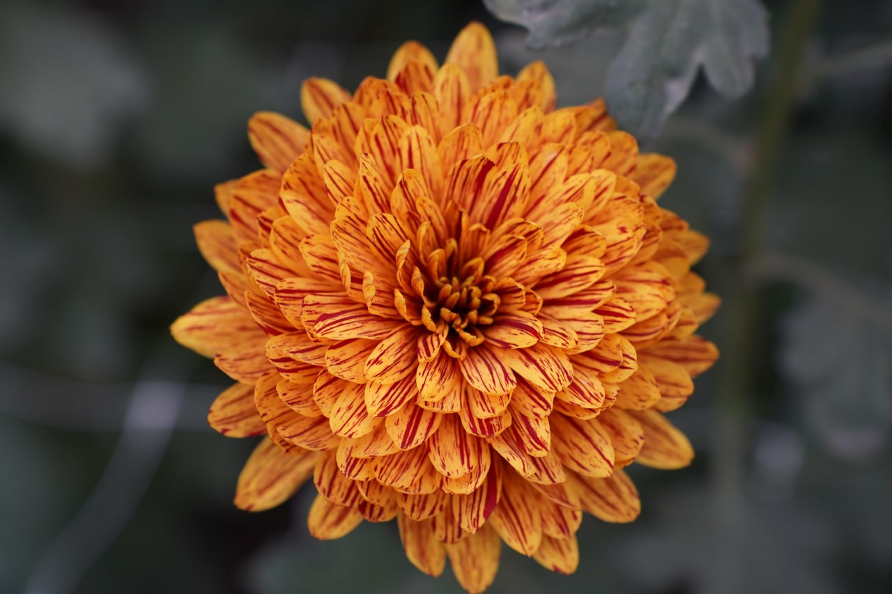 Волжская оранжерея приглашает на самый красивый бал осени! Волжская оранжерея приглашает на самый красивый бал осени!