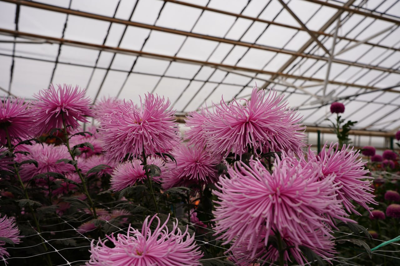 Волжская оранжерея приглашает на самый красивый бал осени! Волжская оранжерея приглашает на самый красивый бал осени!