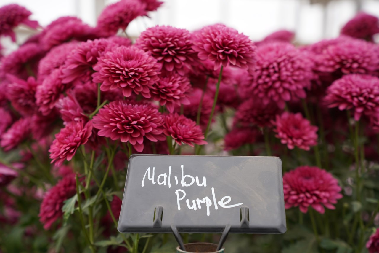 Волжская оранжерея приглашает на самый красивый бал осени! Волжская оранжерея приглашает на самый красивый бал осени!