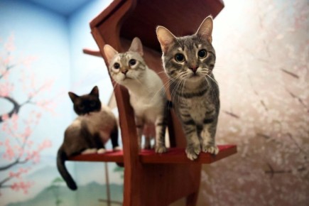 Законопроект о количестве животных в квартире: мнения экспертов