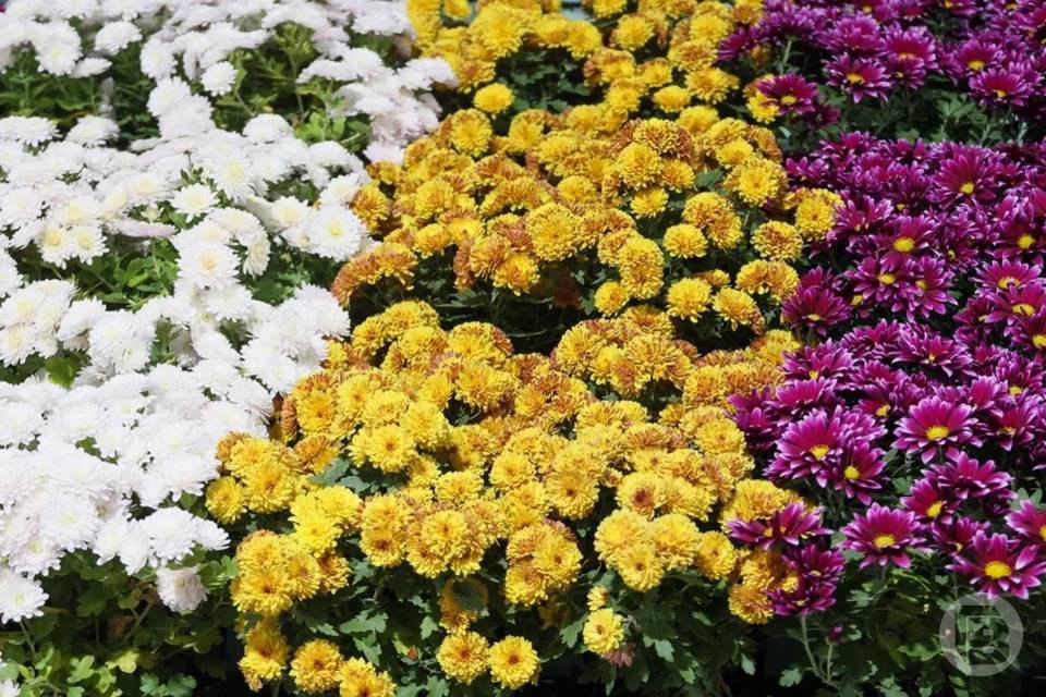 Глаз не отвести: волгоградцы будут неделю любоваться «Балом хризантем» Глаз не отвести: волгоградцы будут неделю любоваться «Балом хризантем»