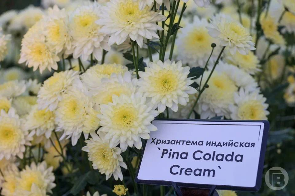 Глаз не отвести: волгоградцы будут неделю любоваться «Балом хризантем» Глаз не отвести: волгоградцы будут неделю любоваться «Балом хризантем»