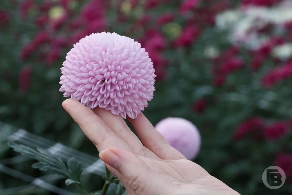 Глаз не отвести: волгоградцы будут неделю любоваться «Балом хризантем» Глаз не отвести: волгоградцы будут неделю любоваться «Балом хризантем»