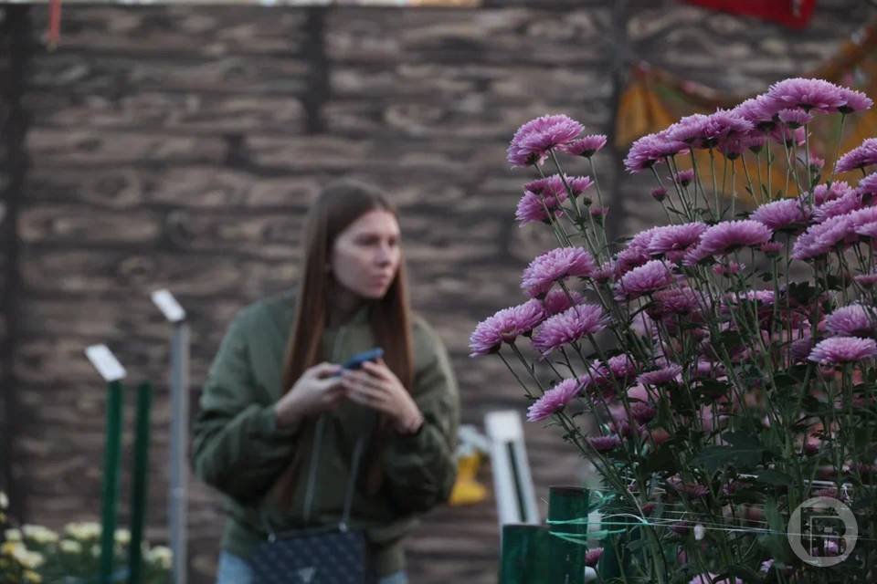 Глаз не отвести: волгоградцы будут неделю любоваться «Балом хризантем» Глаз не отвести: волгоградцы будут неделю любоваться «Балом хризантем»