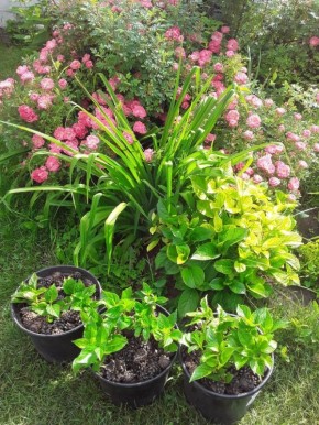 Крупнолистные гортензии: зима на грани решающего испытания