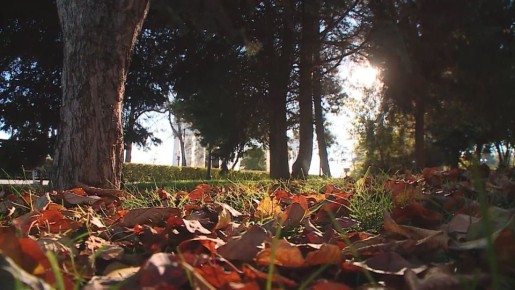 Первая половина следующей недели продолжит радовать волгоградцев теплом