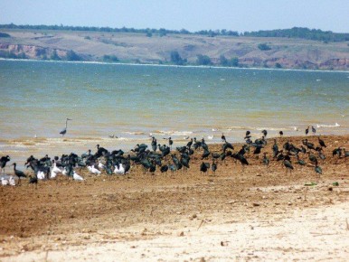 Новые места обитания краснокнижных птиц обнаружили в Волгоградской области