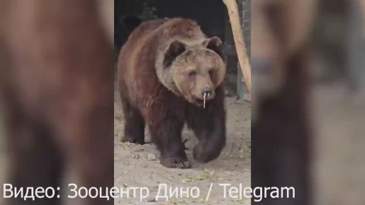 Медведя Мишу из зооцентра «Дино» снова лечат от насморка