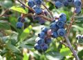Выращивание высокой голубики: секреты успеха