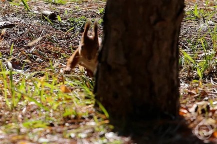 В Волгоградской области земельные участки предлагают взять в аренду под туруслуги