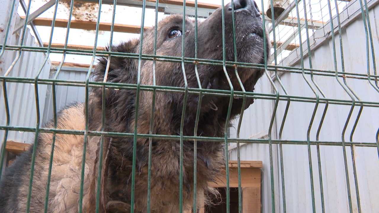 В Волгограде больше 1000 бездомных собак и кошек могут остаться зимой без отопления В Волгограде больше 1000 бездомных собак и кошек могут остаться зимой без отопления