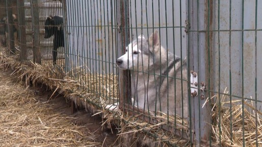 В Волгограде больше 1000 бездомных собак и кошек могут остаться зимой без отопления