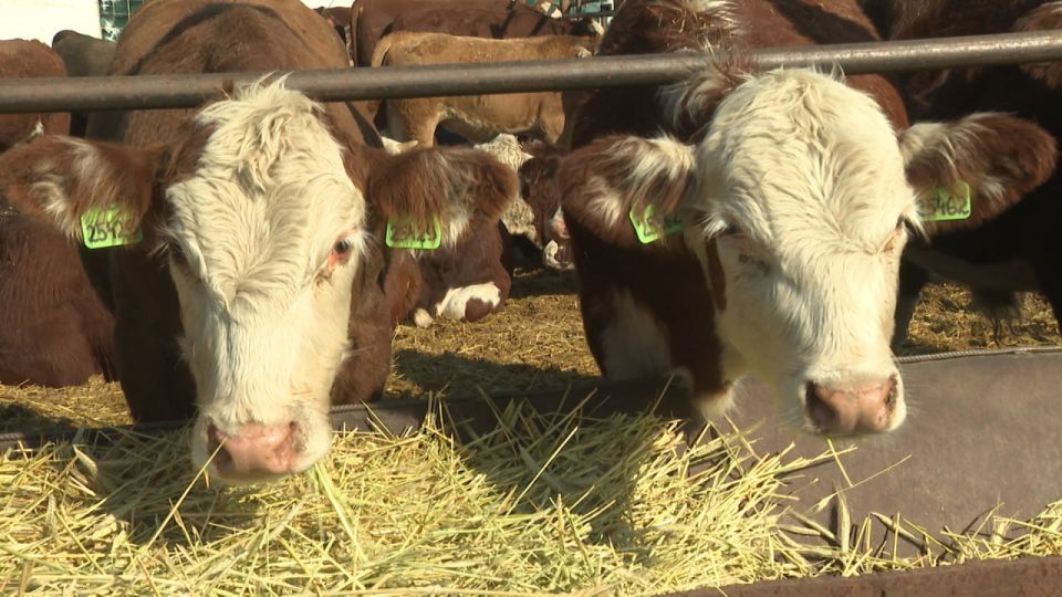 Предприятие Волгоградской области вошло в ТОП-30 самых эффективных по стране