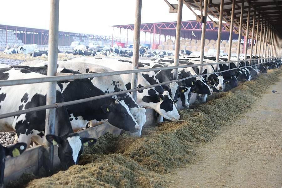 Волгоградское сельхозпредприятие «Донское» — в числе лучших молочных хозяйств России!