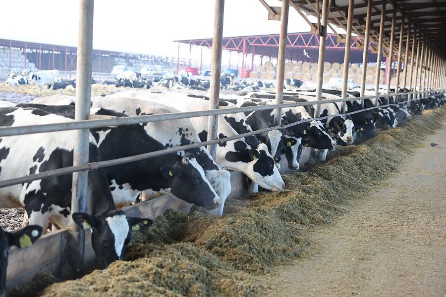 Волгоградское сельхозпредприятие «Донское» — в числе лучших молочных хозяйств России!