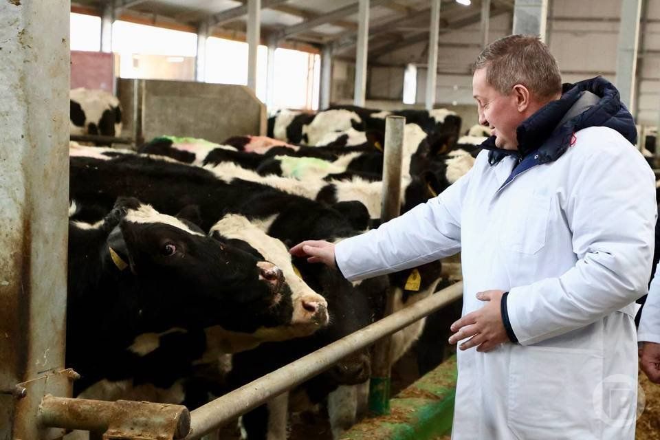СП «Донское» — в топ-30 самых эффективных молочных хозяйств России