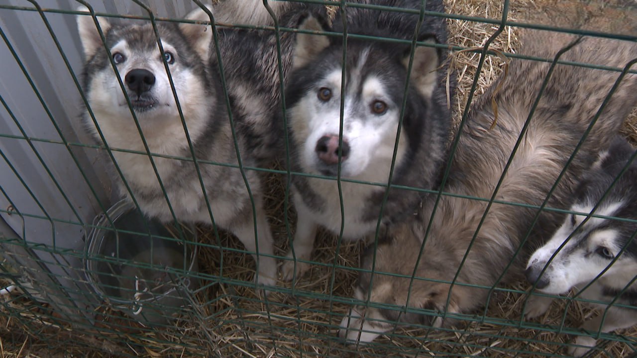 В Волгограде больше 1000 бездомных собак и кошек могут остаться зимой без отопления В Волгограде больше 1000 бездомных собак и кошек могут остаться зимой без отопления