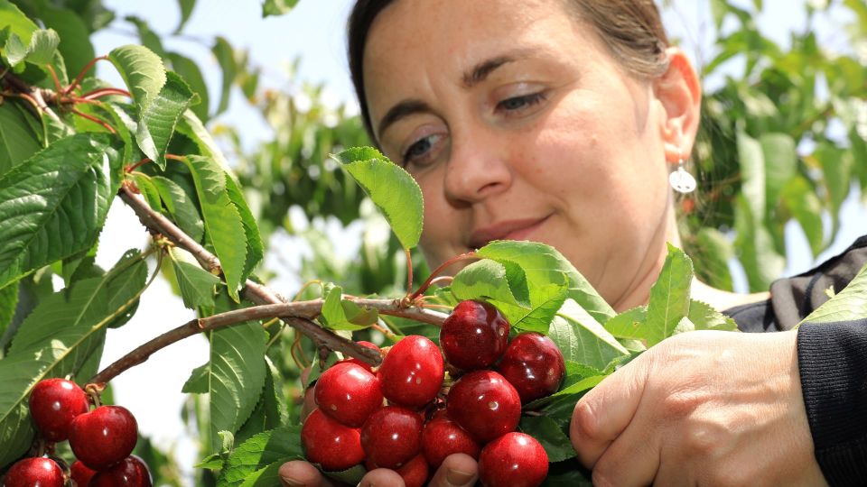 Такое обилие ягод вам и не снилось: вот что нужно повесить на деревья и кусты