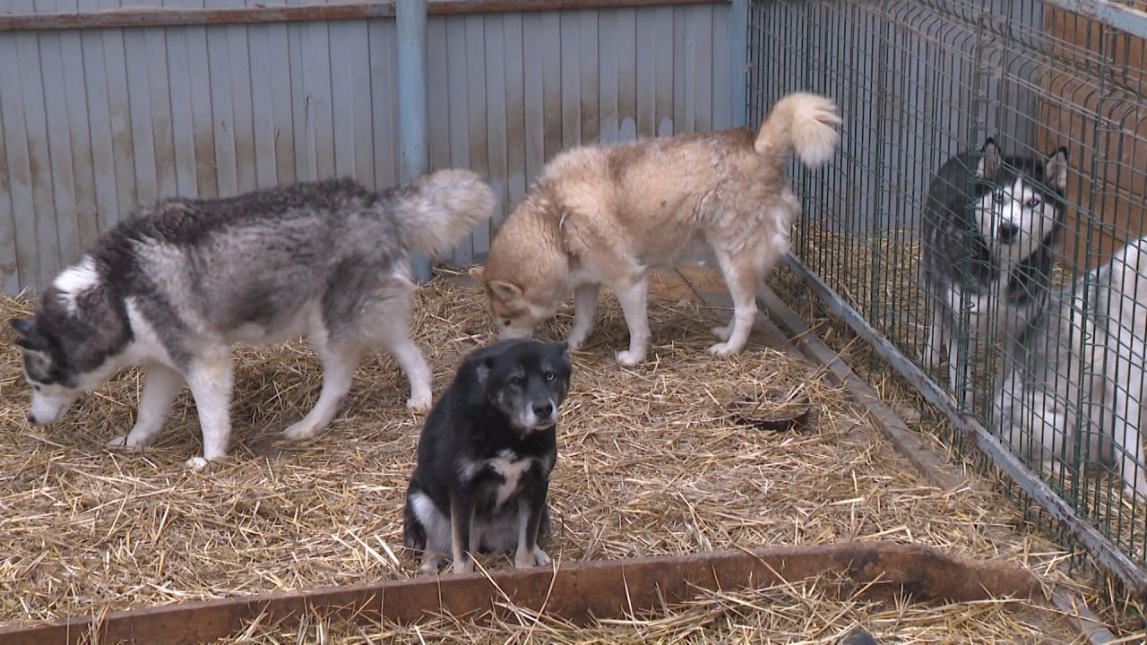 В Волгограде больше 1000 бездомных собак и кошек могут остаться зимой без отопления В Волгограде больше 1000 бездомных собак и кошек могут остаться зимой без отопления