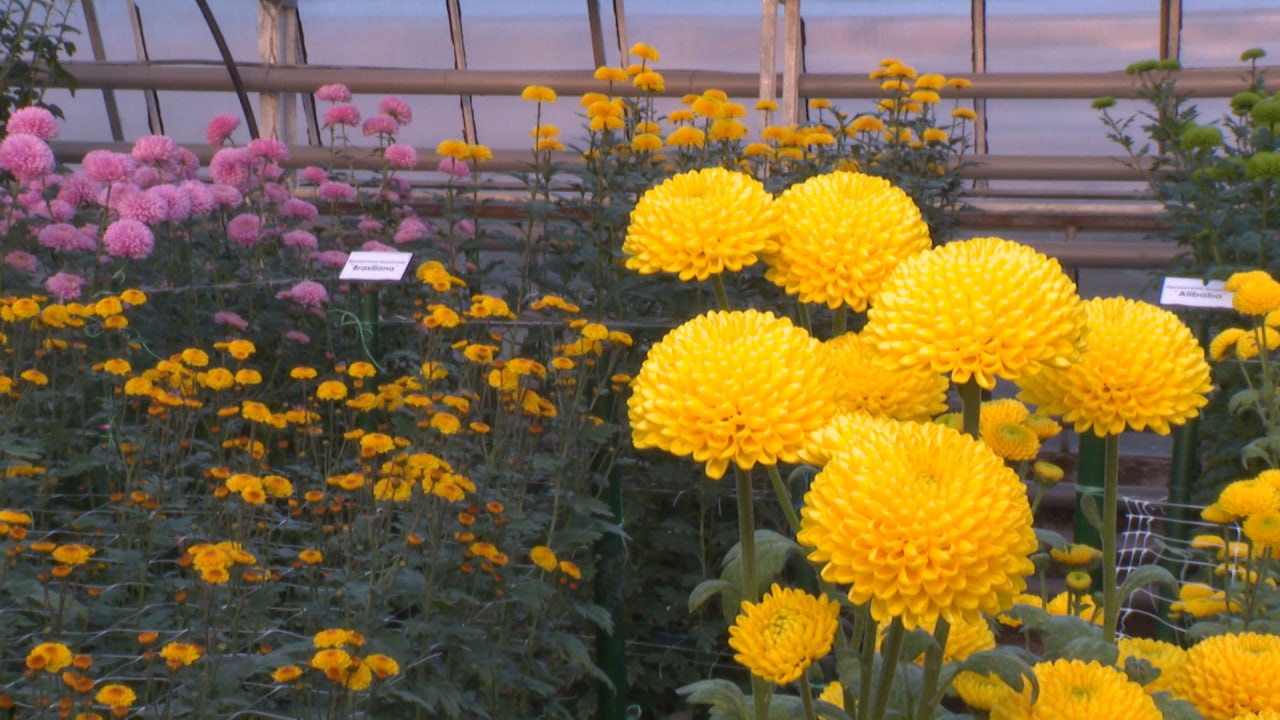 «Бал хризантем» в Волгоградском региональном ботаническом саду продлили до 23 ноября «Бал хризантем» в Волгоградском региональном ботаническом саду продлили до 23 ноября