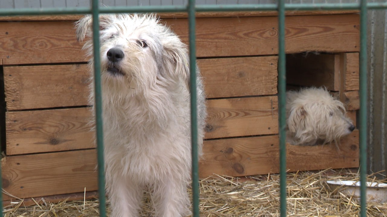 В Волгограде больше 1000 бездомных собак и кошек могут остаться зимой без отопления В Волгограде больше 1000 бездомных собак и кошек могут остаться зимой без отопления